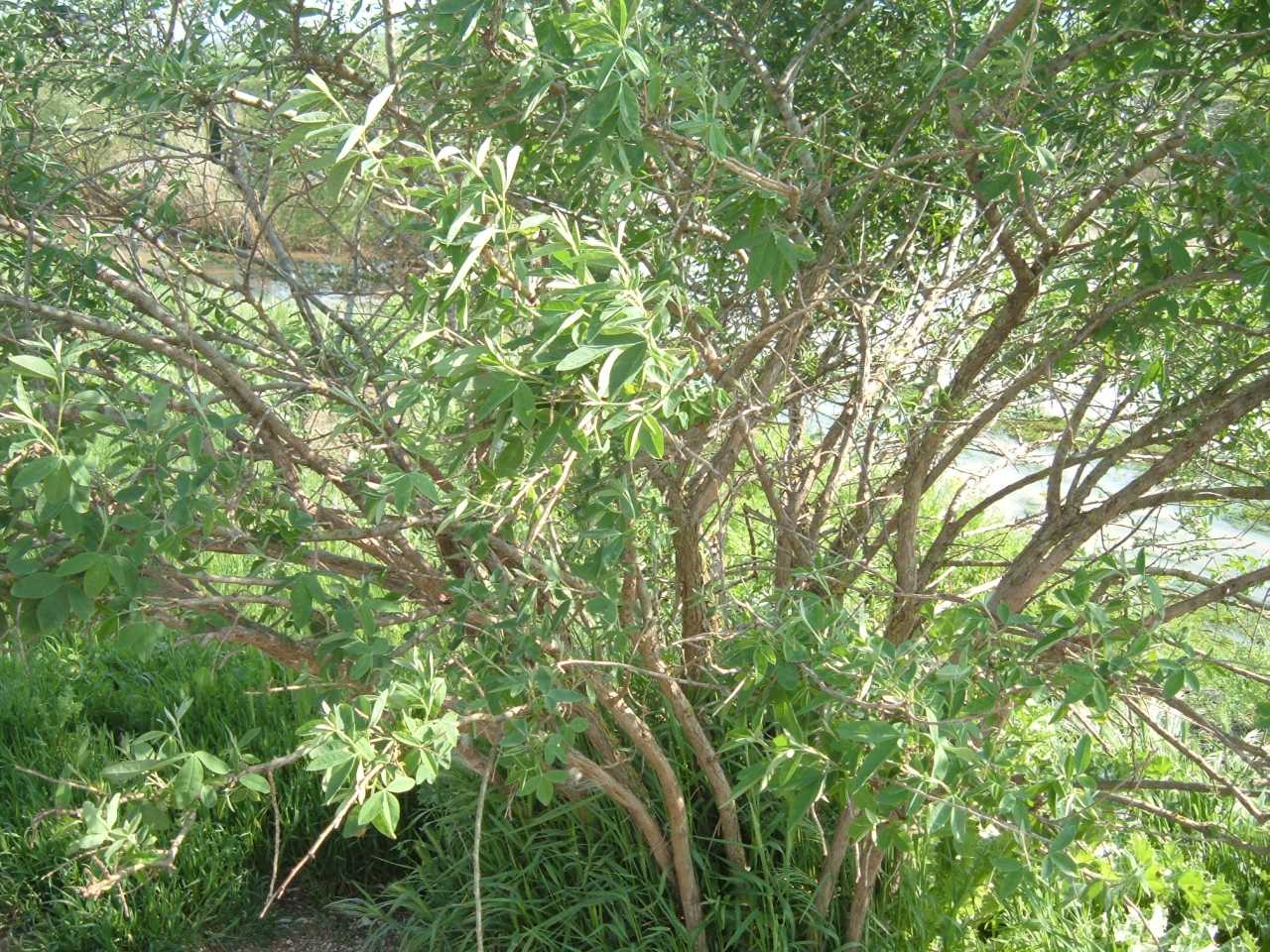 Anagyris foetida